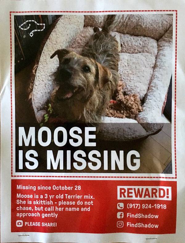 Image of Moose, Lost Dog
