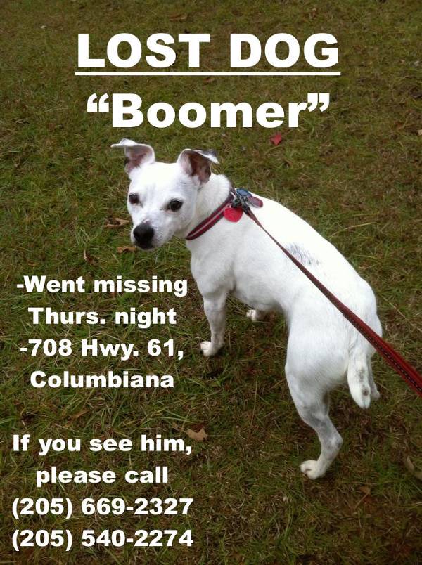Image of Boomer, Lost Dog