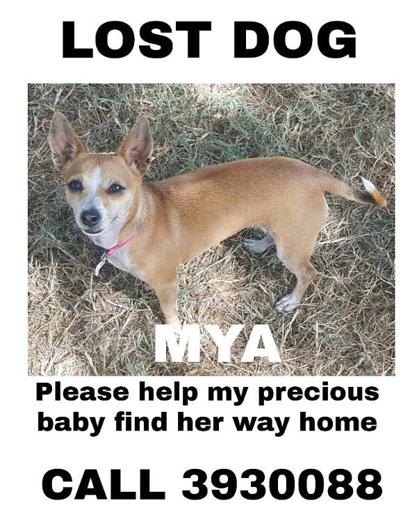Image of Mya, Lost Dog