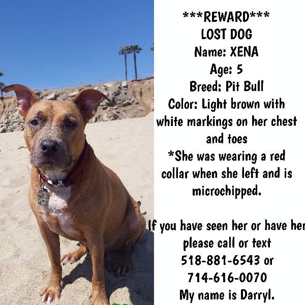 Image of XENA, Lost Dog