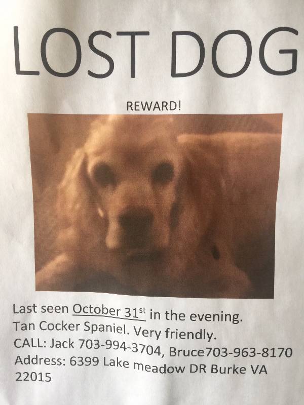 Image of Billy, Lost Dog