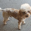 Image of Rusty, Lost Dog