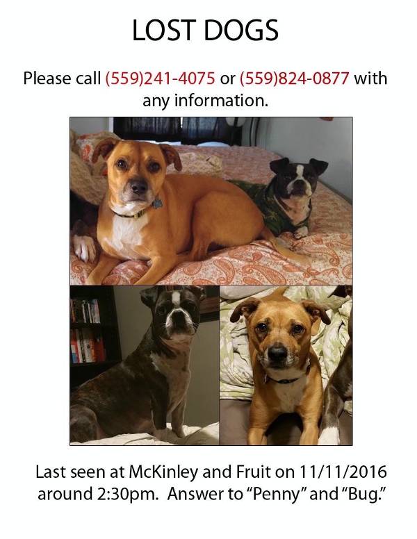 Image of Bug & Penny, Lost Dog