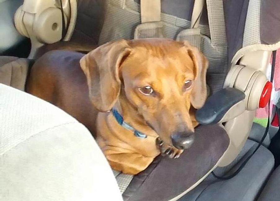 Image of Goose, Lost Dog