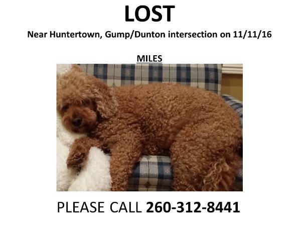 Image of Miles, Lost Dog