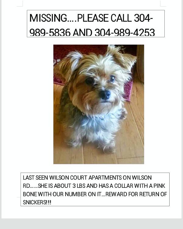 Image of SNICKERS, Lost Dog