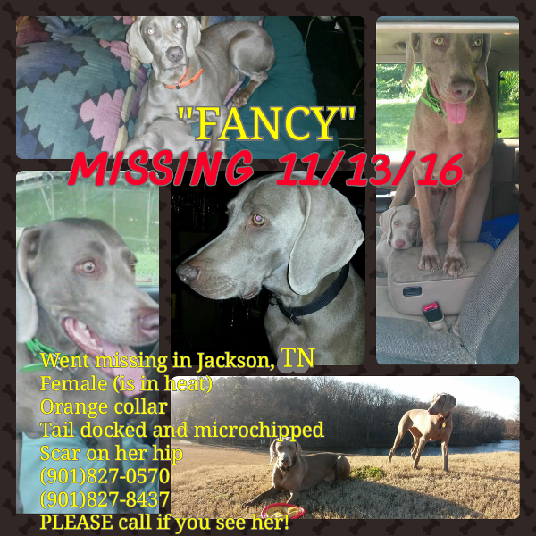 Image of Fancy, Lost Dog