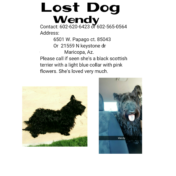 Image of Wendy, Lost Dog