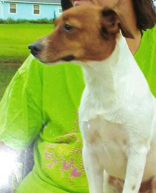 Image of Rufus, Lost Dog