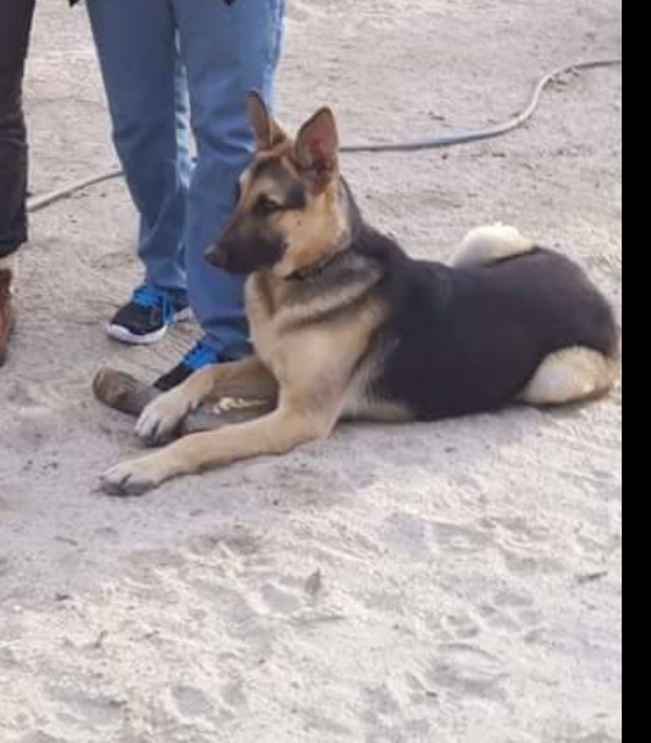 Image of Checo, Lost Dog