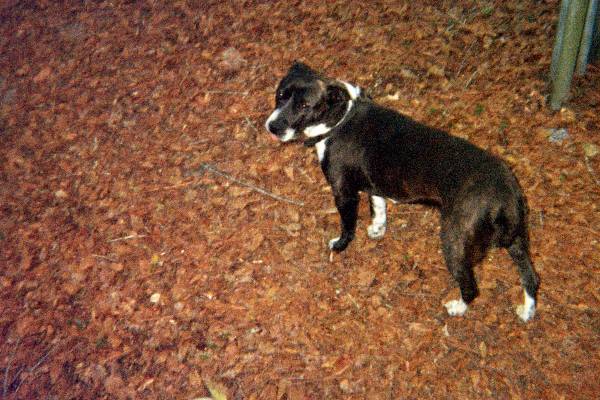 Image of CORKY, Lost Dog