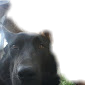 Image of Shasta, Lost Dog