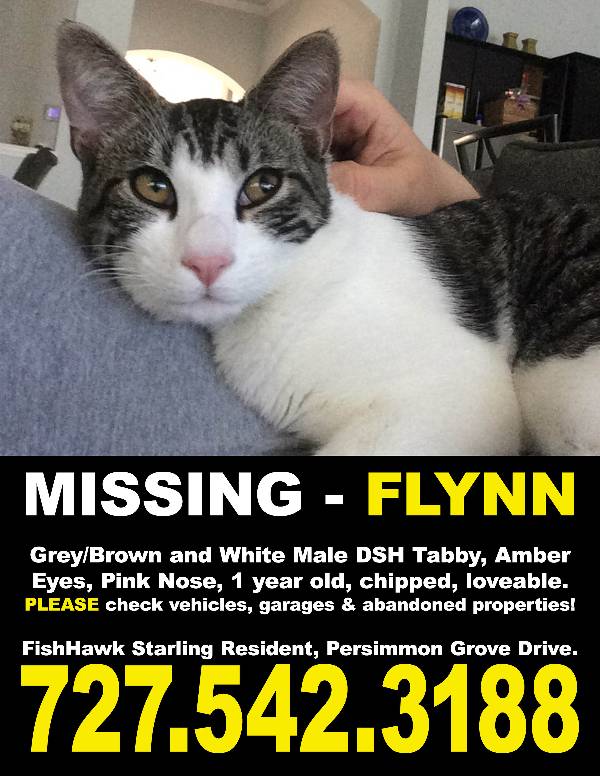 Image of Flynn, Lost Cat