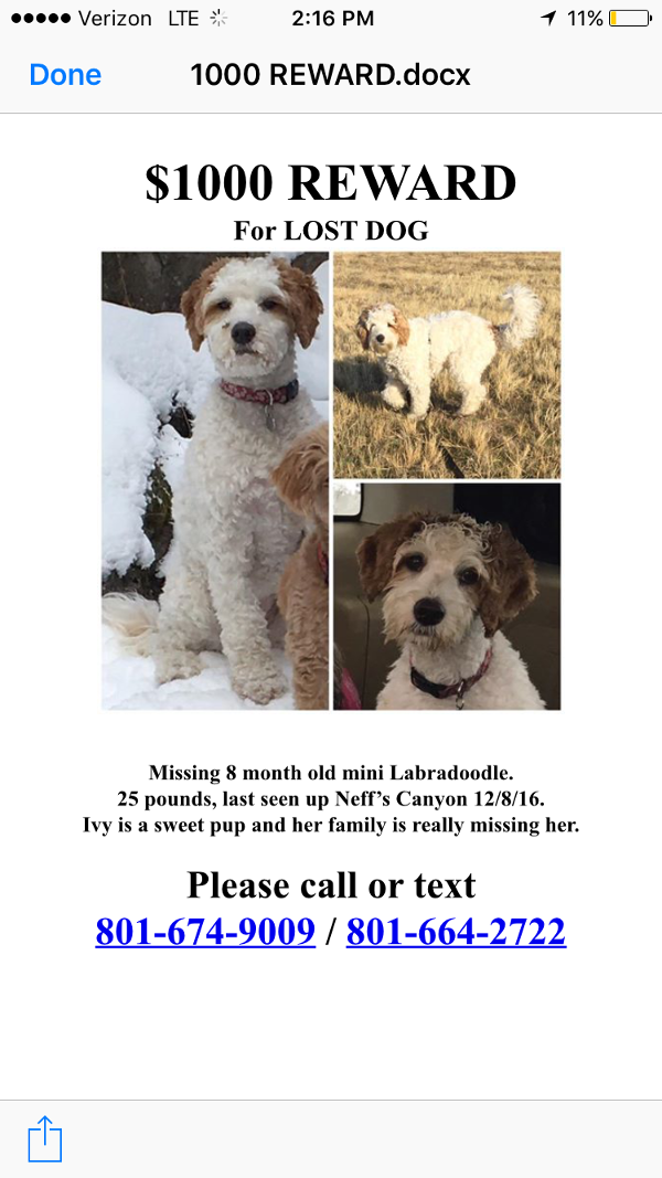 Image of Ivy, Lost Dog