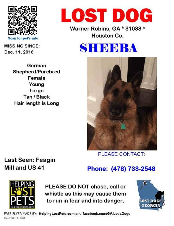 Image of Sheeba, Lost Dog