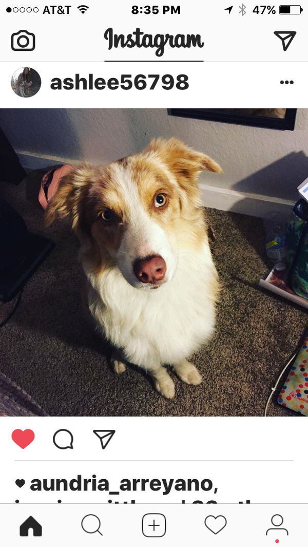 Image of Oakley, Lost Dog