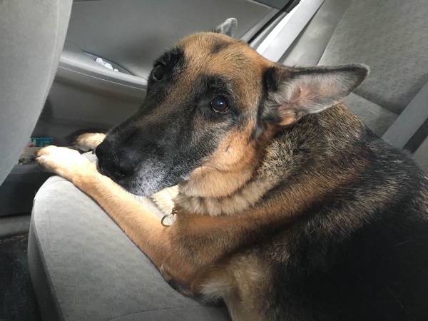 Image of Kaiser, Lost Dog