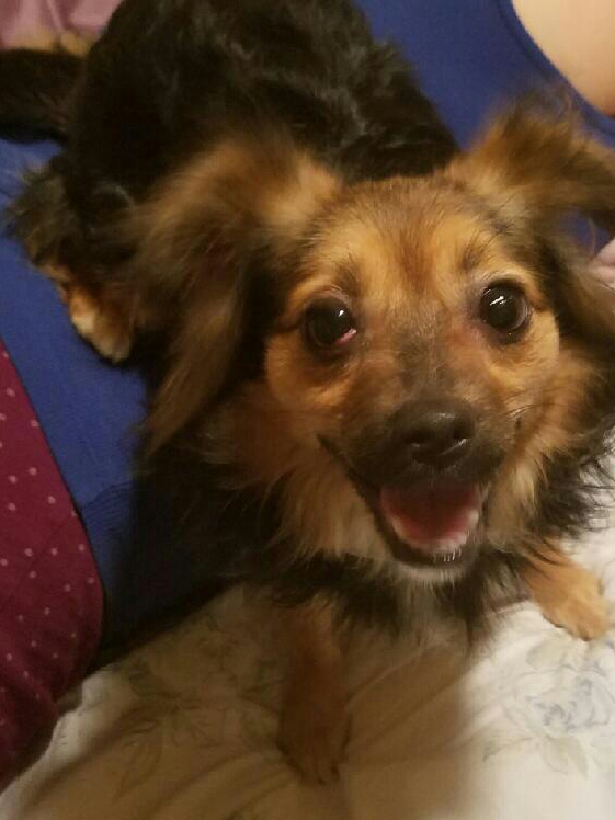 Image of Kahlua, Lost Dog