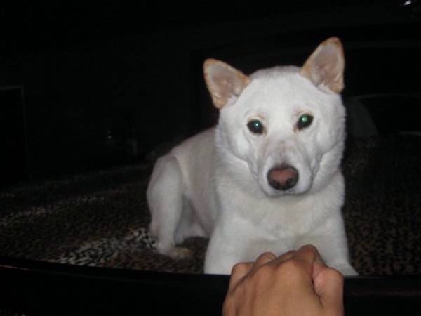 Image of Kaydo, Lost Dog
