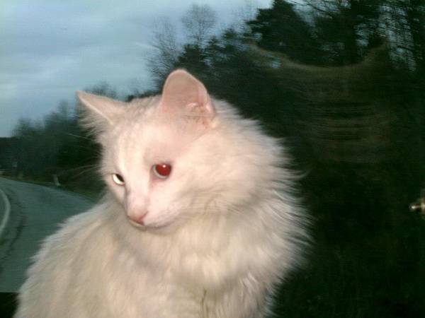 Image of Puffy, Lost Cat