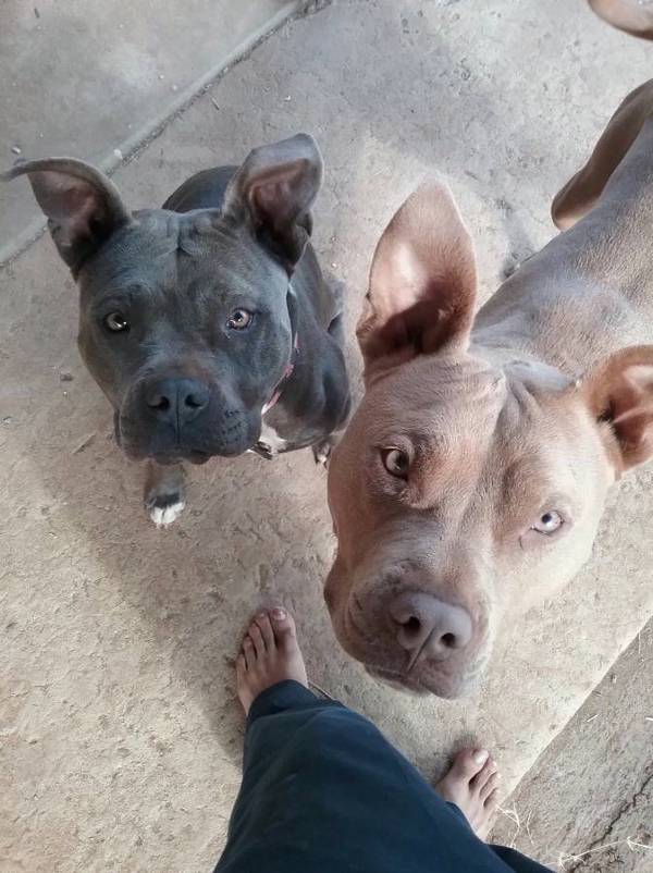 Image of Pearl and Diamond, Lost Dog