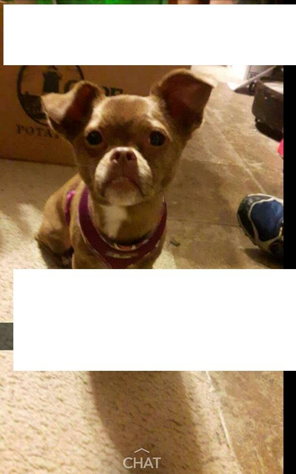 Image of Paisley, Lost Dog