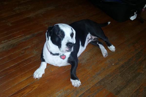 Image of Bella Marie, Lost Dog