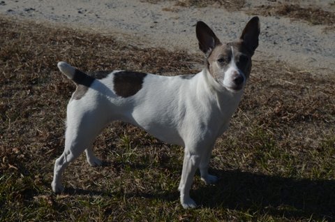 Image of PEGGYLEE, Lost Dog