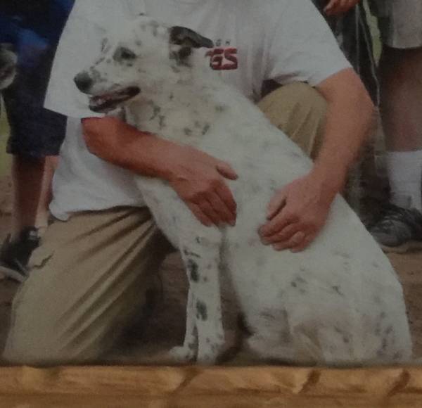 Image of Petey, Lost Dog