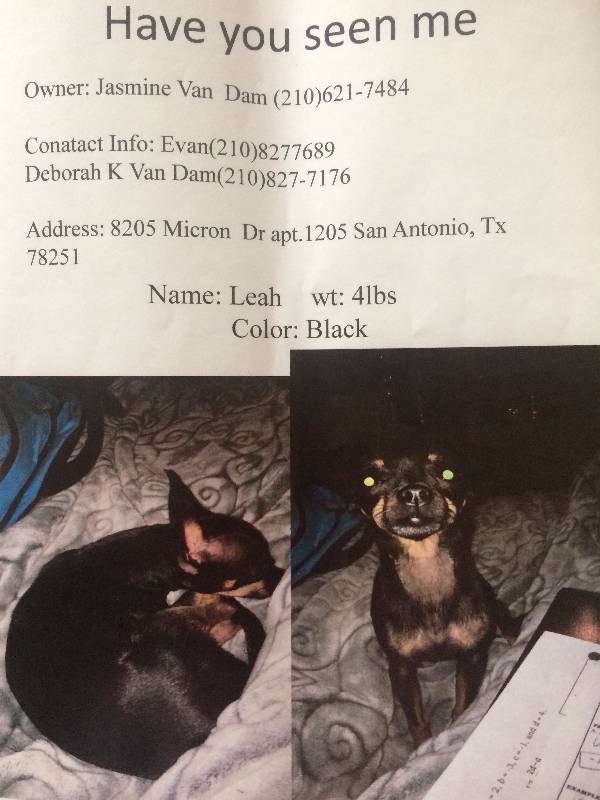 Image of Leah, Lost Dog