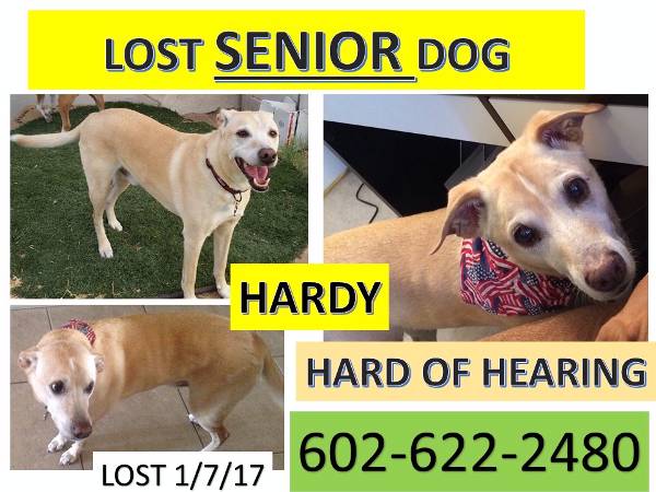 Image of Hardy, Lost Dog