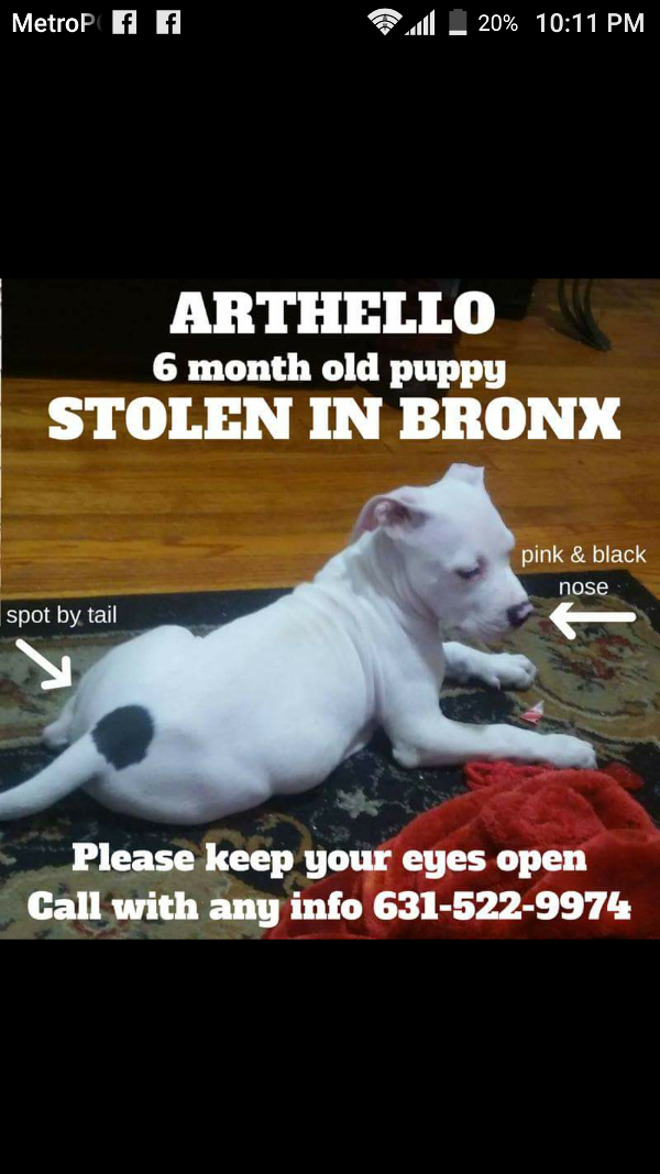 Image of Artello, Lost Dog