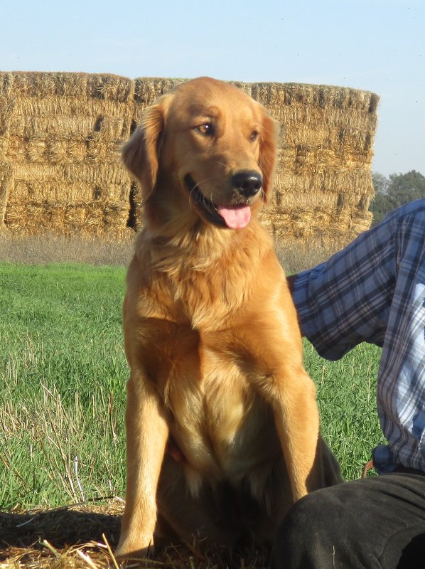 Image of Goldie, Lost Dog