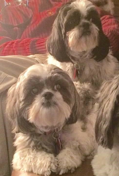 Image of Gizmo and Lexi, Lost Dog