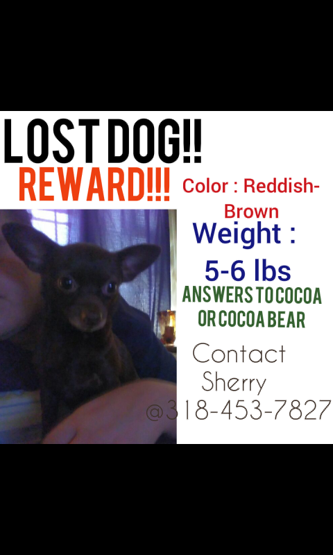 Image of Coco bear, Lost Dog