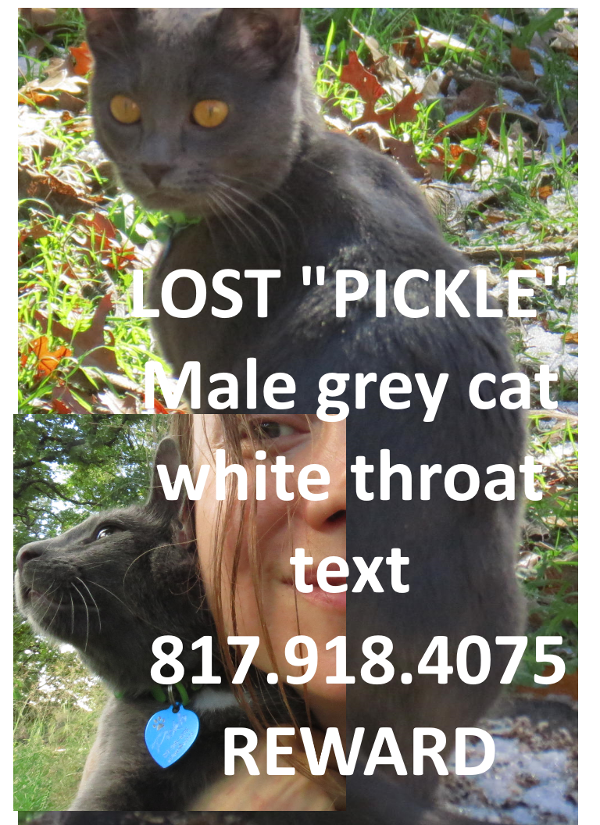 Image of Pickle, Lost Cat