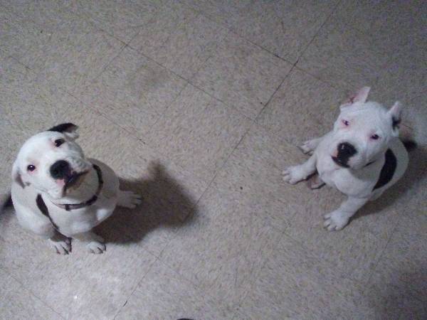 Image of Snubs and kimber, Lost Dog