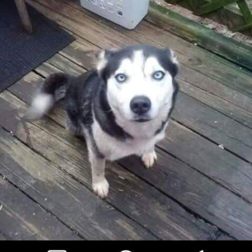 Image of izzy, Lost Dog