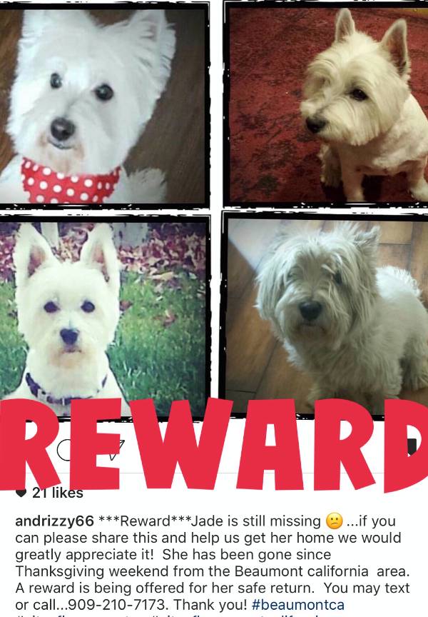 Image of Jade-west highland terrie, Lost Dog