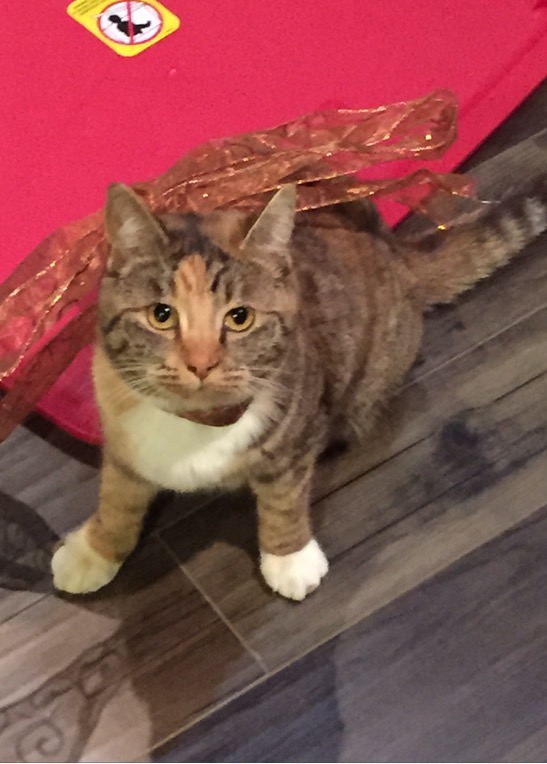Image of Bitty, Lost Cat