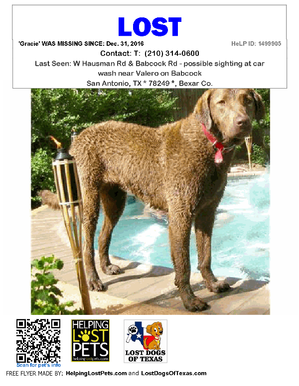 Image of GRACIE, Lost Dog
