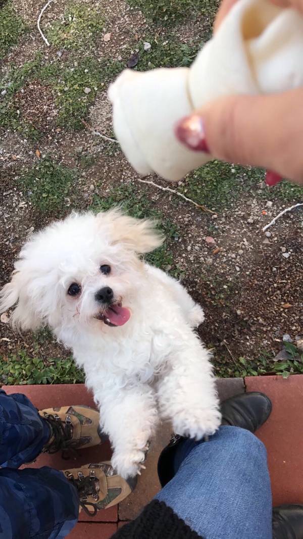 Image of Snowie, Lost Dog