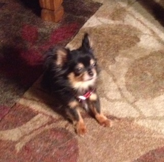 Image of Lacy, Lost Dog