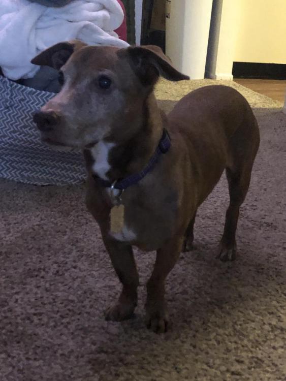 palm desert puppies lost dachshund in palm desert ca lost my doggie palm desert puppies lost dachshund in palm desert ca lost my doggie