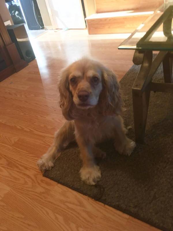 Image of Baily, Lost Dog