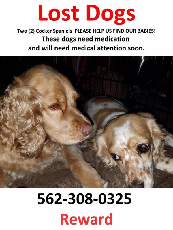 Image of Ray and Lacy, Lost Dog