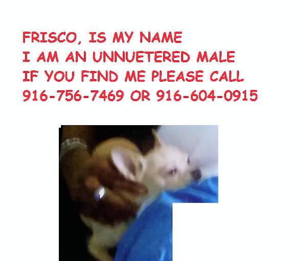 Image of Frisco, Lost Dog