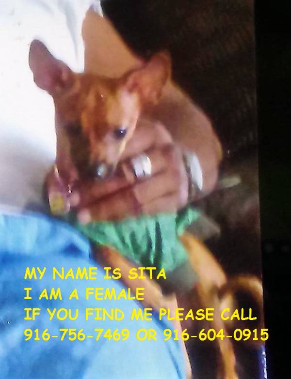 Image of sita, Lost Dog