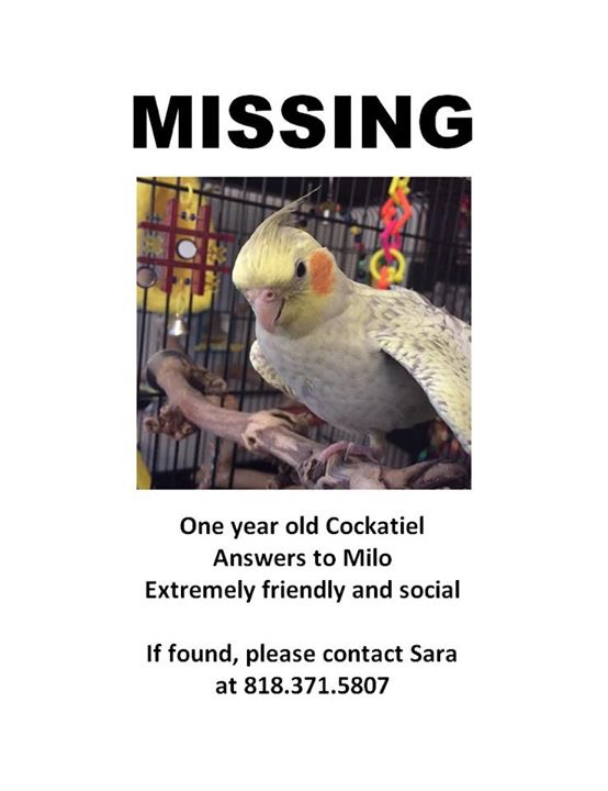 Image of Milo, Lost Bird