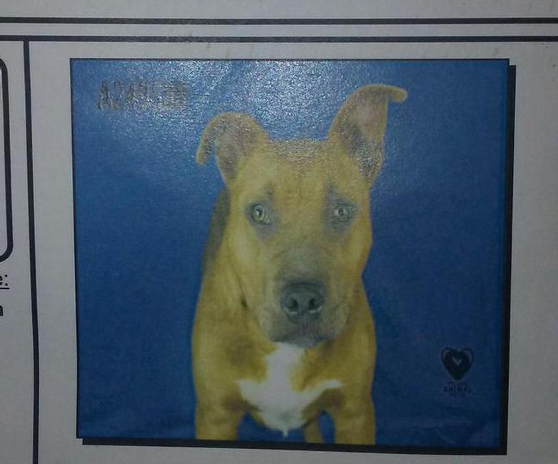 Image of Tito, Lost Dog